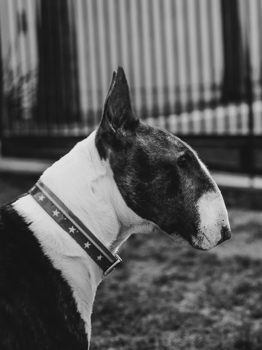 Black and white profile portrait of a bull terrier in a studded collar